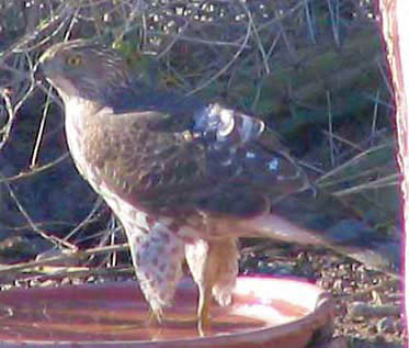  Ferruginous hawk